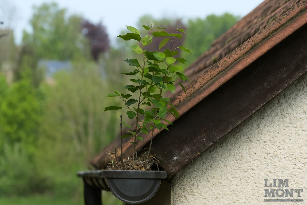Zašto je važno redovito čistiti oluke?